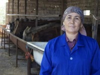 Кентауда жалғыз басты ана мал бордақылаумен айналысады