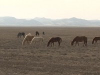 58 тұлға мал ұрлығымен ұсталған