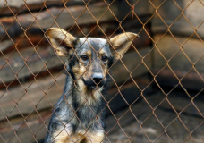 Қарағандылықтар коронавируспен ауырмас үшін ит етін жей бастады