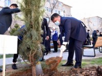 «Ақылды» қарағайлар егілді