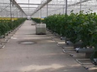 Зәуренің өнімдеріне сұраныс жоғары