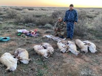 «Қызыл кітапқа» енген 8 ақбөкенді заңсыз атып алған браконьерлер анықталды
