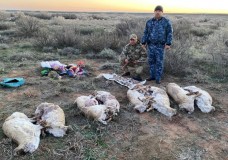 «Қызыл кітапқа» енген 8 ақбөкенді заңсыз атып алған браконьерлер анықталды