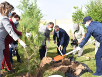 Тал көшеттері егілді