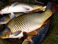 Түлкібас: Балық шаруашылығын дамытуға бел буған кәсіпкер алғашқы жемісін көруде