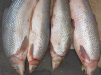 Түркістан облысының полицейлері «Қызыл кітапқа» енген «Түркістан Қаязы» балықтарын сатқан күдіктіні