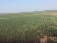 54,7 га жер учаскесі мемлекет меншігіне қайтарылды