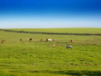 Игерілмеген жер мемлекетке қайтарылады