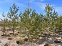 Түркістанда 170 миллион көшет егіледі