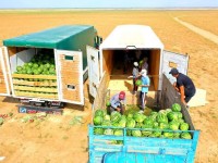 Шардаралық диқандар биыл 300 мың тонна өнім алады