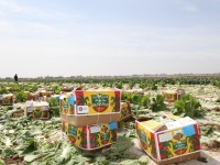 Мақтаарал: өнімнің 80 пайызы экспортталды