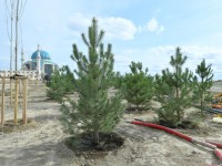 Түркістанды көгалдандырудың кешенді жоспары қабылданды