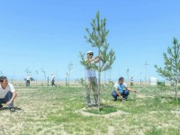 5 жыл ішінде 110 210 га аумақ көгалдандырылады