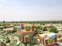 Мақтааралда ауыл шаруашылығы өнім көлемі 4,5 миллиард теңгеге жетті