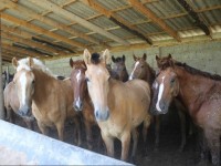 Төлеби ауданында 700-ге жуық мал бордақылау алаңы бар