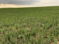 «Кең дала» бағдарламасы қарқын алды