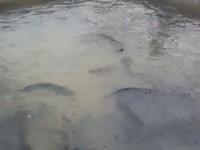 Келес ауданында Африка жайыны өсірілуде