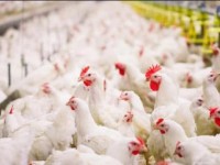 Жетісайда тәулігіне 30 тонна тауық етін өндіретін фабриканың құрылысы басталады