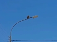 Түркістанда маймылды ұстап жүрген тұрғынның жауапкершілігі қаралуда