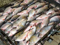 Түлкібаста балық шаруашылығына ден қоюшылар көп