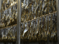 Республикада өндірілетін тауарлы балық көлемінің 70 % Түркістан облысының үлесінде