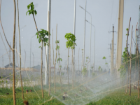 Келестіктер Түркістанда 9 мың түп тал екті