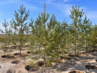 Түркістан облысында 170 млн ағаш көшеті отырғызылады