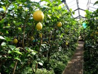 Ордабасы – жылыжайлардың отанына айналады