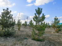 Түркістан жасыл шаһарға айналуда