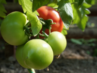 Келесте қызанақ пісіп жатыр