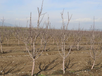 Түлкібаста 50 гектардан астам жерге шие көшеті отырғызылады