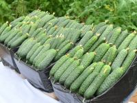 Ордабасы ауданында 4 млрд теңгеден астам ауыл шаруашылық өнімі өндірілген