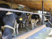 Төлебиде шағын сүт фермасын іске қосылды