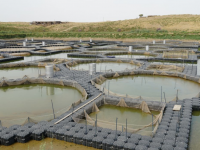 Келес ауданында балық өсіру ісі дамуда