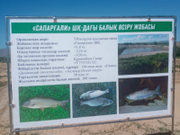 Түлкібас ауданында балық шаруашылығы қарқынды дамуда