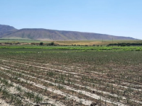 Түлкібаста бір алқаптан 2-3 өнім алатын 200-ге жуық шаруа қожалық бар