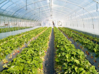 Жаңадан 54 гектарға жылыжайлар салынды