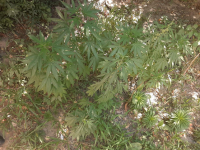 Түркістан облысының  полицейлері 250-ден астам түп  есірткіні тәркіледі