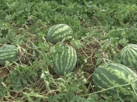 Түркістан облысында өзгенің 30 дана қарбызын ұрлаған қызылордалық ұсталды