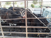 Жануарларды құжатсыз тасымалдаған жүргізушілер жауапкершілікке тартылады
