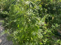 Түркістан облысының полицейлері тұрғынның ауласынан сора тапты