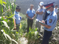 Түркістан облысының полицейлері есірткі еккен  күдіктілер анықтады