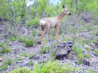 Түркістан облысының полицейлері «Сібір тау елігін» атқан күдікті азаматты анықтады