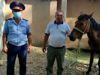Учаскелік полицей тұрғынның жоғалған жылқысын қайтарды