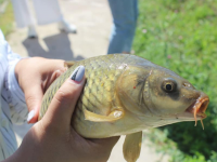 Төлебилік тұрғын 10 мыңға жуық балық өсіруде