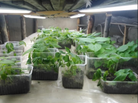 Төлебилік кәсіпкер ағаш өсіріп, мол табыс тауып жатыр