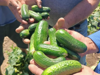 Түлкібастық шаруалар алғашқы өнімдерін жинауды бастады