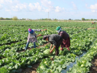 Келес ауданына 1 млрд. теңгеден астам инвестиция тартылмақ