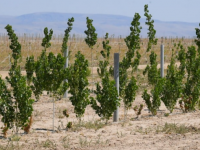 Түркістанда 2,5 млн. түп сексеуіл егілді