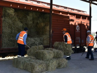 Маңғыстауға Түркістан облысынан 100 вагонға жуық жем-шөп жеткізіледі